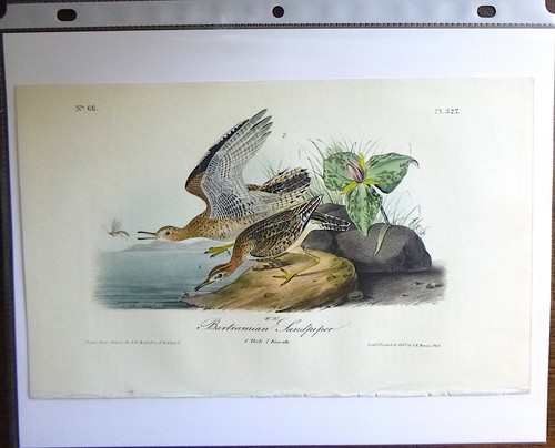 Audubon 1ª edición Octavo BARTRAMIAN SANDPIPER Birds of America 1840 original - Imagen 6 de 6