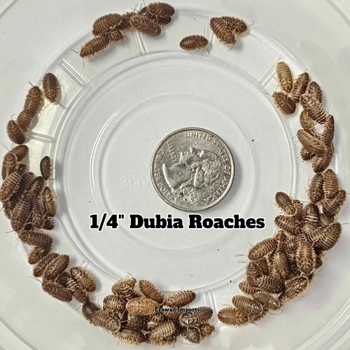100+ Dubia Roaches | Feeders | Reptile Food | Free Shipping - Picture 2 of 8
