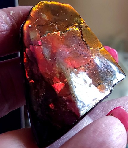 Ammolite Ammonite tabletop Display Piece 46x47x13.5mm 17492 - Picture 5 of 5