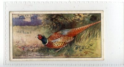 (Jd7413) SPIELER, SPIELVÖGEL & WILDVÖGEL, CHINESISCHER RINGELHALSFASAN, 1927, #28