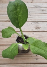 Comfrey Bocking 14, (1) One Established Root Cutting. Shipped Bare Root