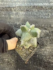 Astrophytum myriostygma 'Kikko' SeedGrown Plants WYSIWYG