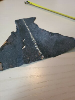GENUINE Sting ray  Dyed  black HIDE  9×9 inches  rare skins rough hide 
