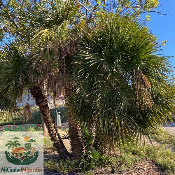5 Semillas frescas de Chamaerops humilis (Palmito) . Palmera Mediterránea · 2026