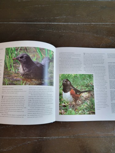 Birds of North America, by Ashley Knight - Foto 6 di 10