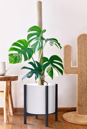 14 Inch Modern Planter Pot with Sculptural Wood Stand - Elegant Indoor Decor - Picture 7 of 8