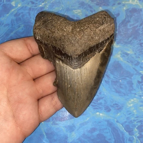 MEGALODON SHARK TOOTH 4.14” HUGE TEETH MEG SCUBA DIVER DIRECT FOSSIL NC 2341