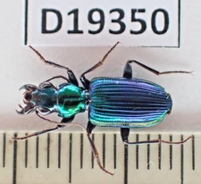 D19350. Insects, Carabidae sp. Vietnam South
