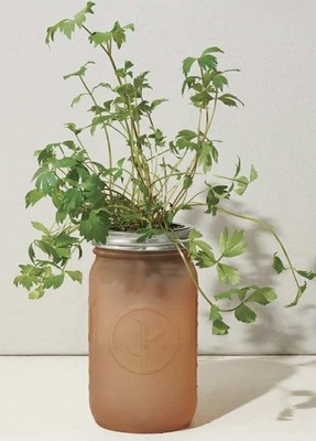 Modern Sprout Parsley Grow Kit 6''x3.5'' Self Watering Herb Garden Jar Hydroponic
