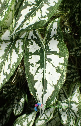 50 Samen Caladium weißes Blatt Elefantenohr Herz Jesus Engelsflügel Haus Gartenarbeit - Bild 6 von 15