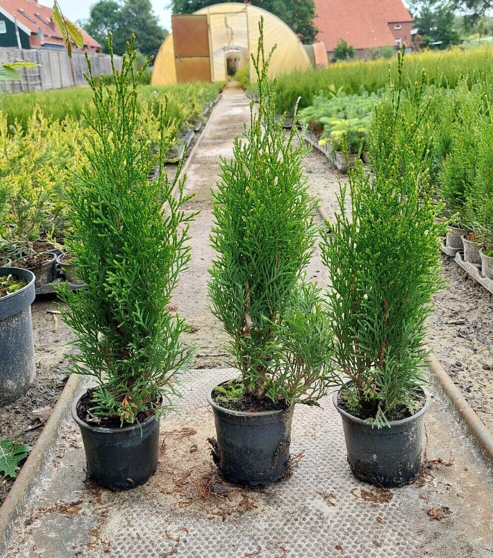 54 Stück Thuja Smaragd  35 bis 45 cm, Lebensbaum, immergrüne Heckenpflanzen 