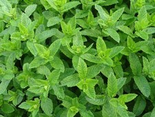 Moroccan Mint Mentha spicata Aromatic herb Plant Bees Butterflies 9cm