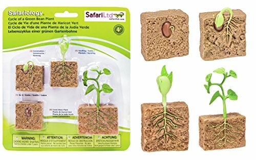 Safari Ltd. Life Cycle of A Green Bean Plant (T1o)