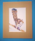 8" x 10" Matted 5" x 7" Print of Portrait of Walking Long Haired Maine Coon Cat