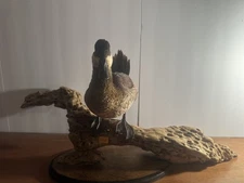 Vintage Duck Mount great to make any room rustic 