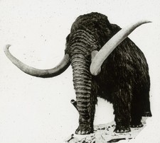 Magisches Laternendia - Foto der sibirischen Mammut Restauration in Russland