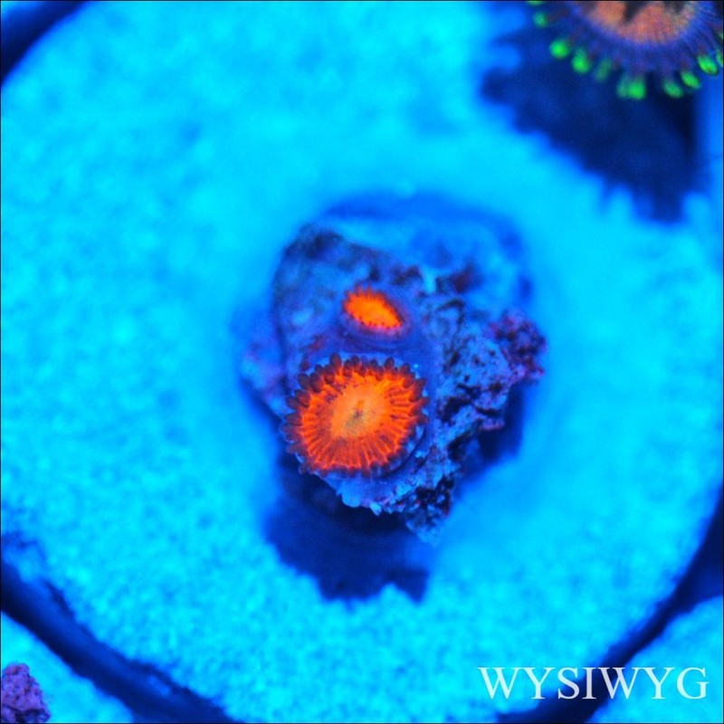 Corals of Eden ~ WYSIWYG Live Coral Frag ~ Fireworks Micro Zoa - Soft Coral