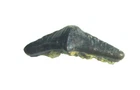 Triassic Rhaetian Lissodus minimus shark tooth fossil Levallois Fm Luxembourg #2
