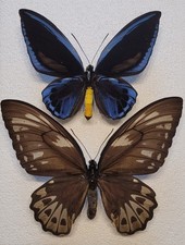 Ornithoptera priamus urvilleanus - para *wyspa Makira*