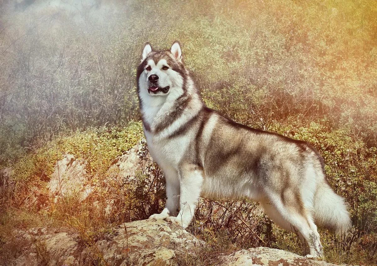 Wolf x on sale malamute