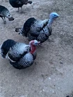 6+ Mix Turkey hatching eggs for sale heritage breed
