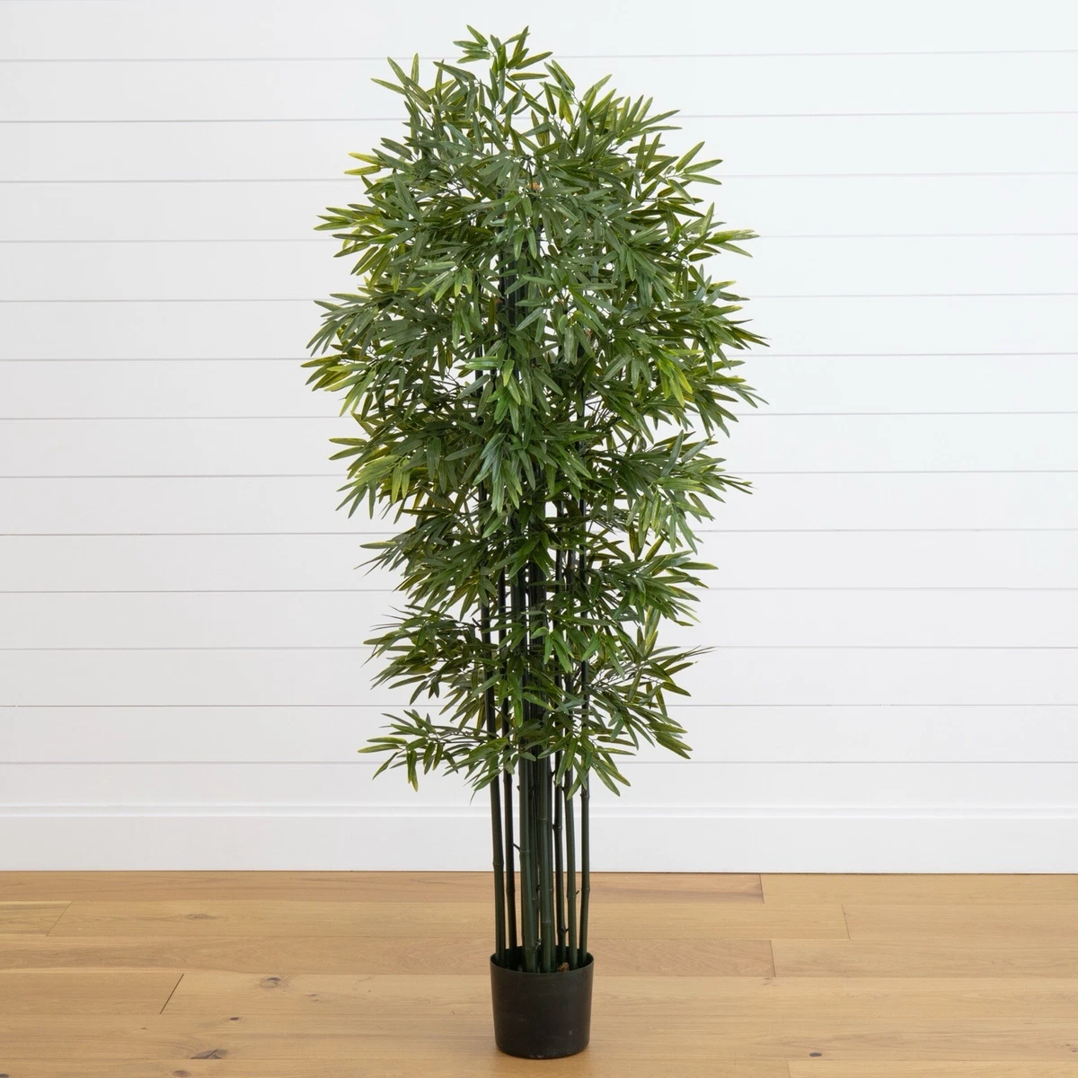 Planta De Bambú Natural De Interior – Resistente Y Fácil De Cuidar, Ideal Para Decorar Hogar U Oficina