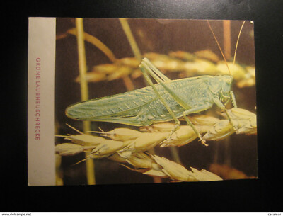 GRUNE LAUBHEUSCHRECKE Great Green Bush-cricket Grande Sauterelle Verte Insect In