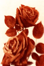 Flora Collection - Velvety Pedals -  16" x 24" Canvas Art Poster