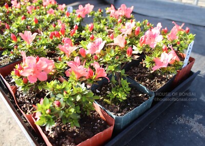 Dwarf Japanese Satsuki Azalea 'Kazan' Pre-Bonsai Tree - 4 Inch Pot #1 for  Shohin | eBay