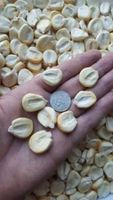 Peruvian Mountain Corn Seeds (50) / Peruvian Maiz Montana / Massive / Rare 