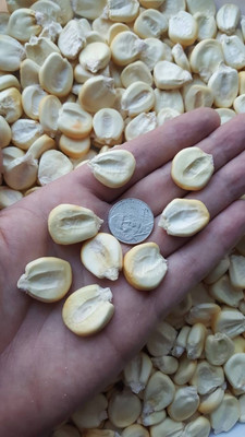 #ad Peruvian Mountain Corn Seeds 50 Peruvian Maiz Montana Massive Rare $8.99