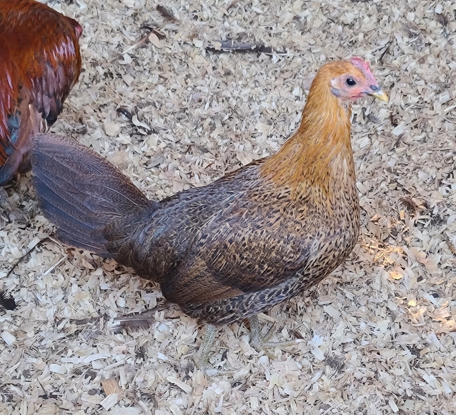 gamefowl poultry chicken hatching eggs Redquill eBay