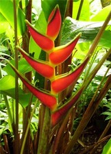 HELICONIA ORTHOTRICHA YELLOW BASE LIVE RHIZOME