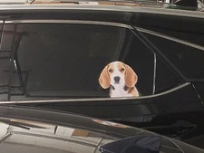 Beagle Pup Window Decal (Driver Rear)