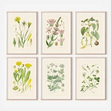 Set of 6 Antique￼ Repro￼ FLORAL ILLUSTRATION ART PRINTS picture Home - A4 Sized