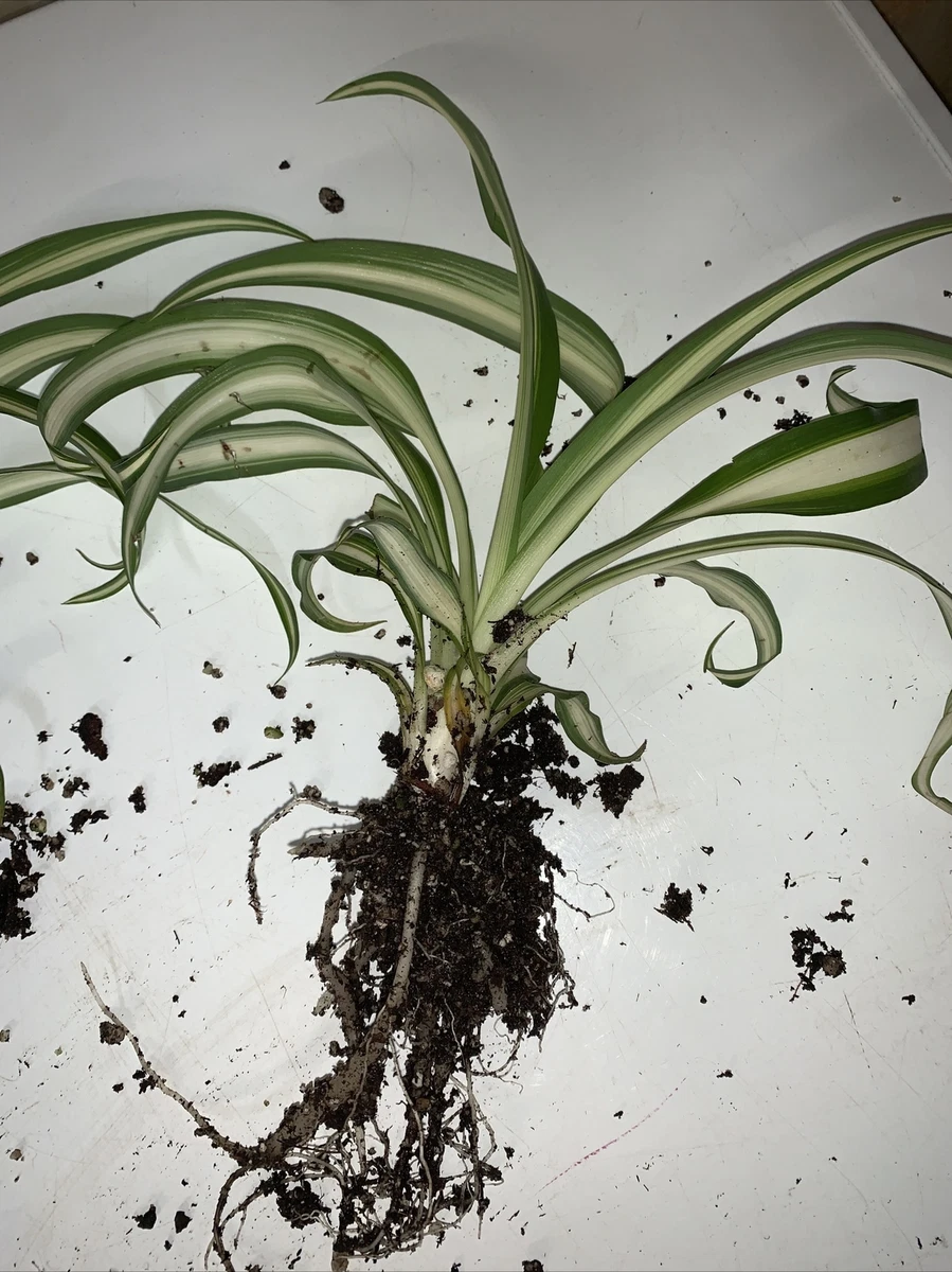 Chlorophytum comosum, Variegated Spider Plant