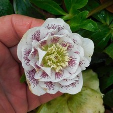 Hellebore Plant - C225