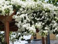Well Rooted **KEY WEST WHITE** Live Bougainvillea starter/plug plant*USA SELLER*