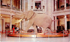 Smithsonian Institution African Bush Elephant Exhibit Vintage Unposted Postcard