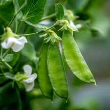 Oregon Sugar Pod Snow Pea – 30 Seeds | Sweet, Crisp Peas for Gardens & Cooking