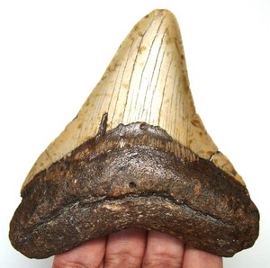 STUNNING MEGALODON SHARK TOOTH REAL FOSSIL - 3.83" SHARK TEETH - NO RESTORATIONS