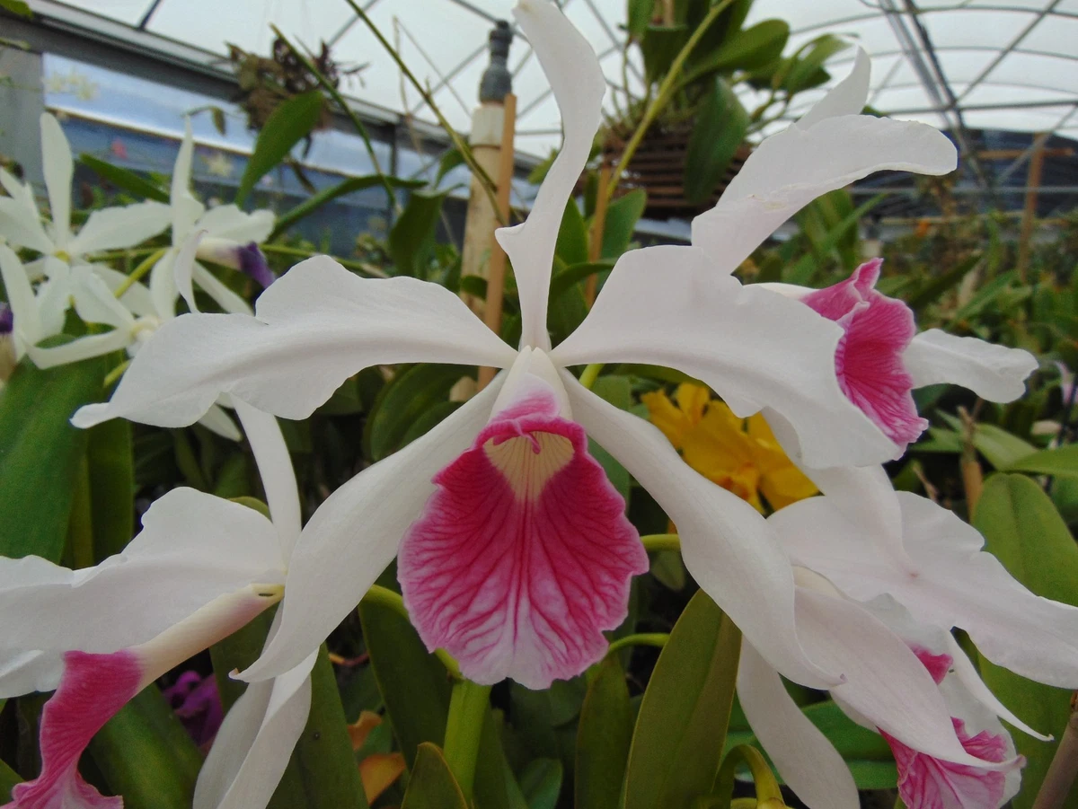 Laelia Tropical Neutral Orchids for sale | eBay Laelia Tropical Neutral Orchids for sale | eBay