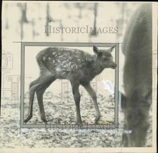 1928 Press Photo One month old elk at Brookside Zoo. - afa60311