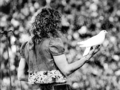 Robert Plant with Dove San Francisco 1973 Led Zeppelin Photo Print Poster  Kezar | eBay