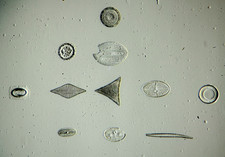  on The Hot Collector