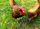 15 NPIP/AI Clean Golden Sebright Bantam Hatching Eggs SHOW QUALITY GRADE A+++ — photo 3