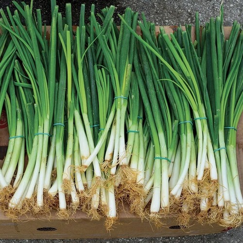 Sowing for all Seasons Green Onion Seeds Hardcore Green Onion Seeds Classic ∂ - Picture 7 of 12