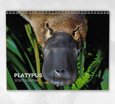 BOYCE PUBLISHING Platypus Calendar 2026: Monthly Wall Calendar with Notes, opens to A3 Size