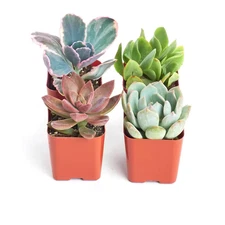 2 In. Premium Pastel Succulent (Collection of 4)
