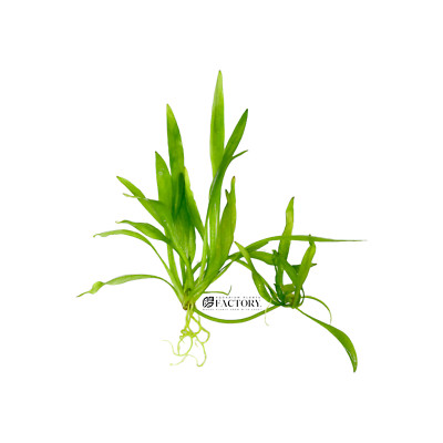 Helanthium Quadricostatus (Broad Leaf Chain Sword) | Aquarium Plants Factory 